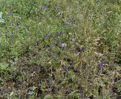 Delphinium consolida paniculatum