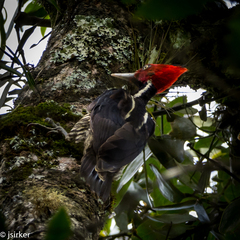Campephilus guatemalensis