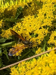 Tachytes guatemalensis
