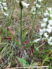Spiranthes