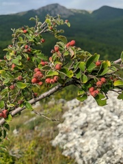 Cotoneaster tauricus