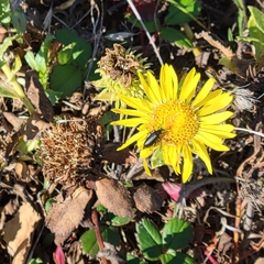 Grindelia camporum