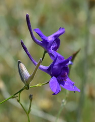 Delphinium consolida paniculatum