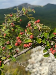 Cotoneaster tauricus