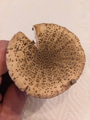 Amanita amerirubescens
