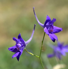 Delphinium consolida paniculatum