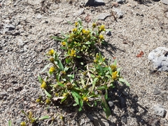 Bidens hyperborea