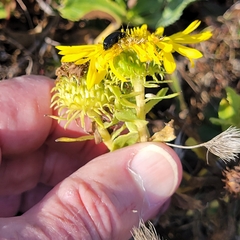 Grindelia camporum