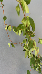 Fallopia scandens