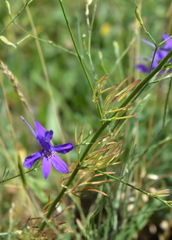 Delphinium consolida paniculatum