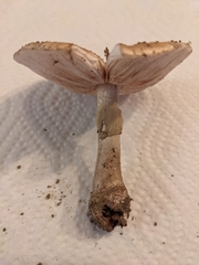 Amanita amerirubescens