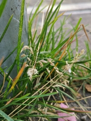 Eragrostis minor