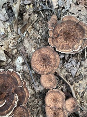 Hydnellum concrescens