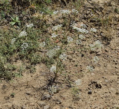 Falcaria vulgaris