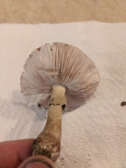 Amanita amerirubescens
