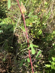 Hibiscus aculeatus