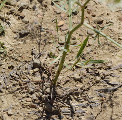 Falcaria vulgaris