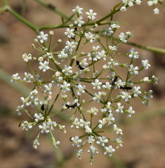 Falcaria vulgaris