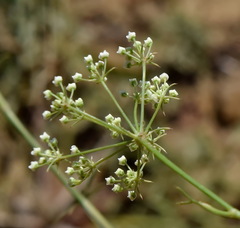 Falcaria vulgaris