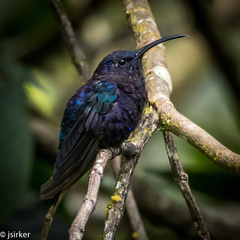 Campylopterus hemileucurus