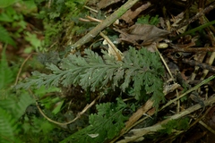 Trichomanes bipunctatum