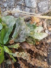 Golovinomyces sordidus