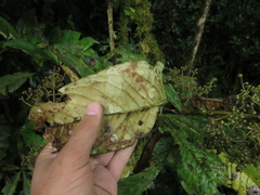 Primulaceae