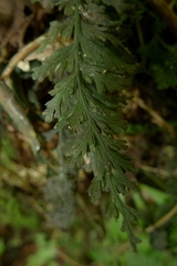 Trichomanes bipunctatum