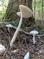 Amanita abrupta