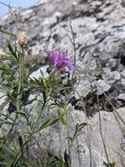 Centaurea sterilis