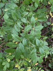 Stigmella rosaefoliella