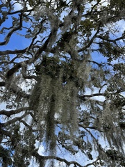Tillandsia usneoides