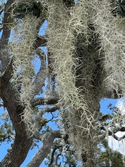 Tillandsia usneoides