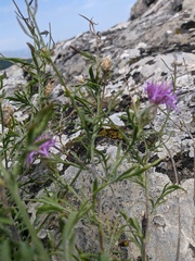 Centaurea sterilis
