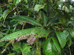 Primulaceae