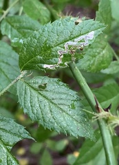 Stigmella rosaefoliella