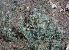 Teucrium