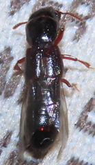 Osoriinae