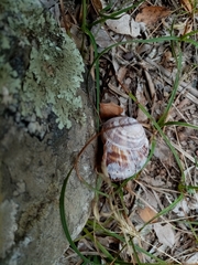 Helix lucorum