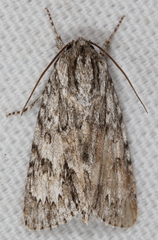 Acronicta longa