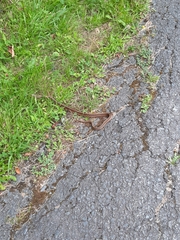 Thamnophis sirtalis pallidulus