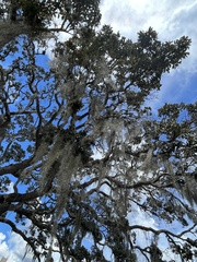 Tillandsia usneoides