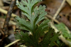 Trichomanes bipunctatum