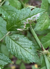Stigmella rosaefoliella