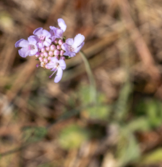 Scabiosa