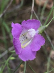Agalinis strictifolia