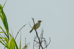 Cisticola galactotes