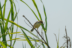 Cisticola galactotes
