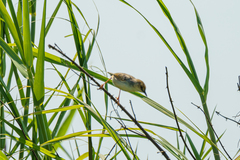 Cisticola galactotes