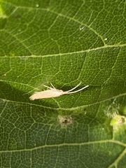 Plutella porrectella